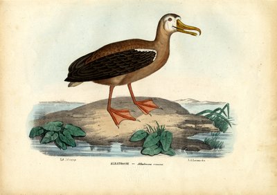 Albatros Errante, 1863-79 de Raimundo Petraroja